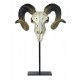 Desk decor -antelope skull